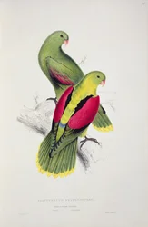 Crimson-Winged Parakeet